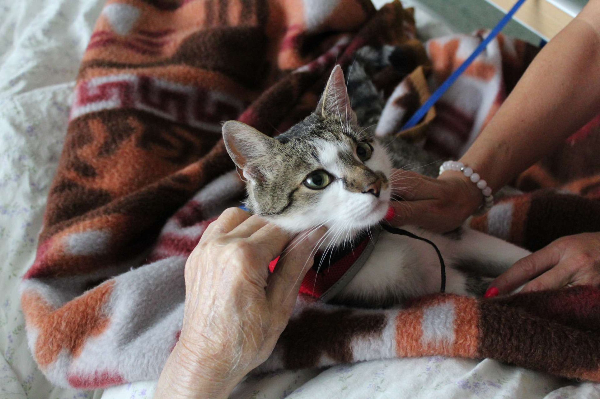 Macík felinoterapeutický kocour